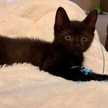ARE Animal Rescue - Pet Adoption Near Me - Hemet, California ARE Animal Rescue - Pet Adoption Near Me - Hemet, California
