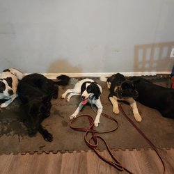 Northeast Ohio Dog Training