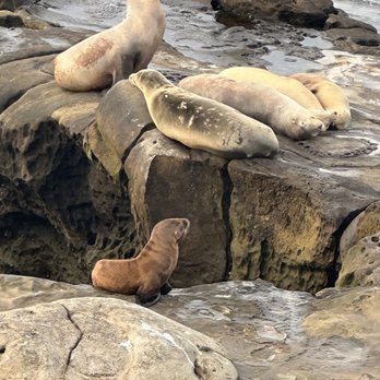 La Jolla Cove - Parks Near Me - La Jolla, California