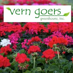 Vern Goers Greenhouse - Large selection of geraniums