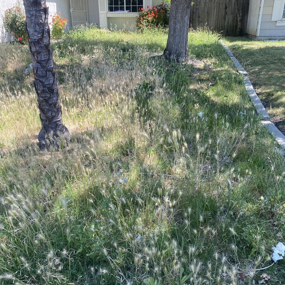 Wias Landscaping Services - Front yard before - Fences & Gates Near Me