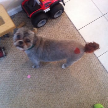 Pet Pals Grooming Salon - Brenda is very creative, and our dogs love to look their best. - Pet Groomers Near Me - Racine, Wisconsin Pet Pals Grooming Salon - Brenda is very creative, and our dogs love to look their best. - Pet Groomers Near Me - Racine, Wisconsin