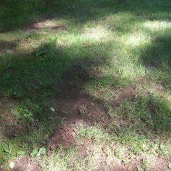 DiRoma Home and Garden Center - Lawn torn up by zero-turn mower