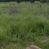 Mesquite Golf Course gift card