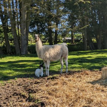 Olympic Game Farm - Zoos Near Me - Sequim, Washington Olympic Game Farm - Zoos Near Me - Sequim, Washington