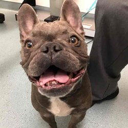 Pacific CARE Pet Emergency & Specialty - Kylo's sweet smile