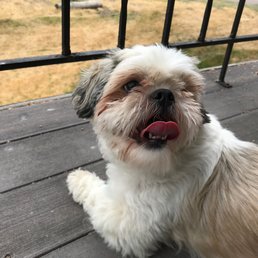 Honey Bun relaxing on the deck.