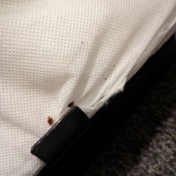 just two of the many bed bugs just two of the many bed bugs