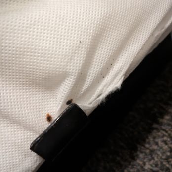 Steam Plant Hotel - just two of the many bed bugs - Hotels Near Me - Spokane, Washington Steam Plant Hotel - just two of the many bed bugs - Hotels Near Me - Spokane, Washington