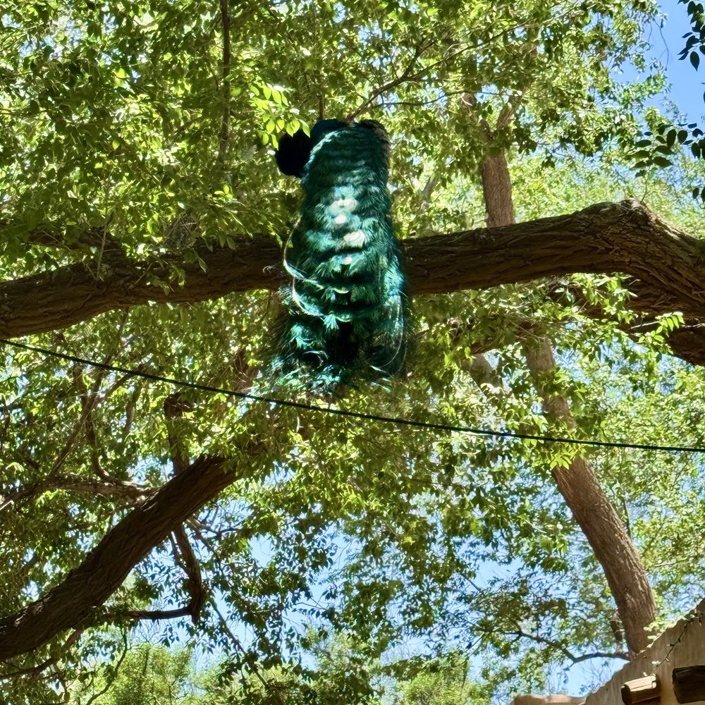Peacock Peacock