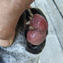 Buckmaster Large Animal Mobile Clinic - Can you help her