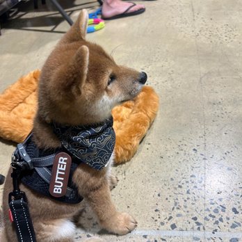 Rebels repairs - Rebel the dog. - Auto Repair Near Me - Chandler, Arizona Rebels repairs - Rebel the dog. - Auto Repair Near Me - Chandler, Arizona