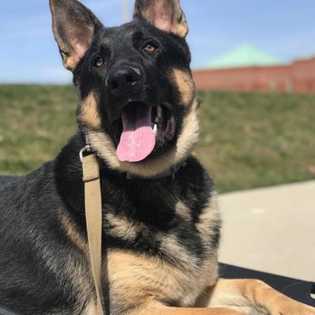 Capital Canine - Pet Training Near Me Capital Canine - Pet Training Near Me