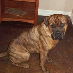 4 Paws Mastiffs