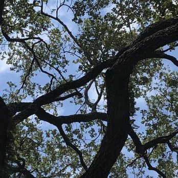 Torres Tree Service - Warning:  Don't pay them until you inspect your trees yourself. Even after sending these photos, they claimed they were finished - Tree Services Near Me