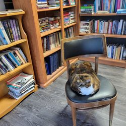Ed’s Books and More - Cat