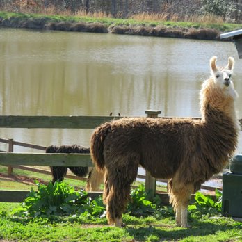 Divine Llama Vineyard - Llama - Wineries Near Me - East Bend, North Carolina