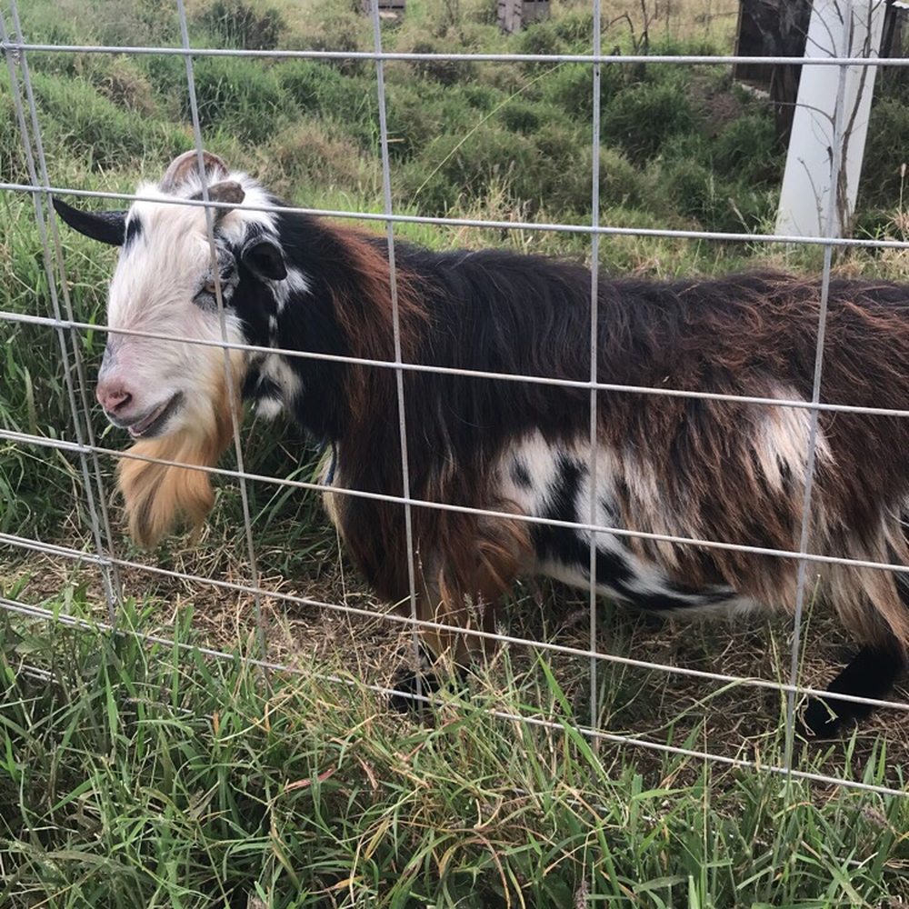 Surfing Goat Dairy - Handsome buck named Pancake - Cheese Shops Near Me - Kula, Hawaii