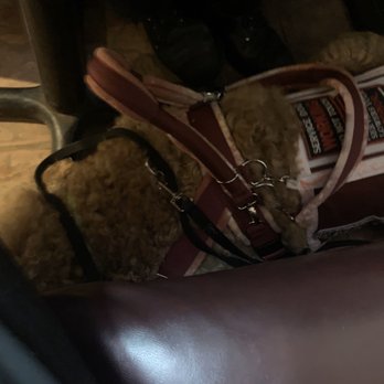 Lucky Buffet - My service dog calmly laying beneath the table. - Chinese Near Me - Independence, Missouri