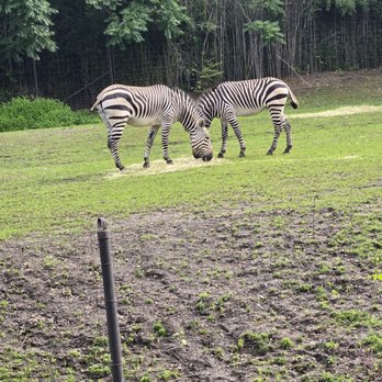 Franklin Park Zoo - Zoos Near Me - Boston, Massachusetts Franklin Park Zoo - Zoos Near Me - Boston, Massachusetts