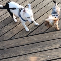 Malecon de Playas - Another fellow pup