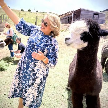 Smooth Alpaca Experience - Selfie time - Petting Zoos Near Me - Golden, Colorado Smooth Alpaca Experience - Selfie time - Petting Zoos Near Me - Golden, Colorado