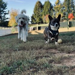 We've Gone To The Dogs