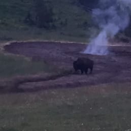 Buffalo coming off the hill Buffalo coming off the hill