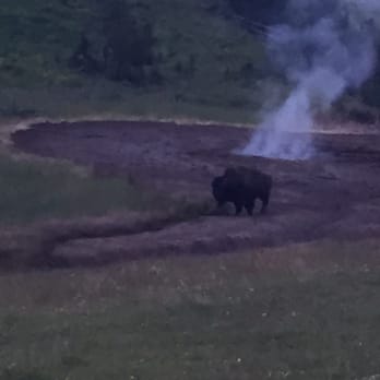 Bridge Bay Campground - Buffalo coming off the hill - Campgrounds Near Me Bridge Bay Campground - Buffalo coming off the hill - Campgrounds Near Me