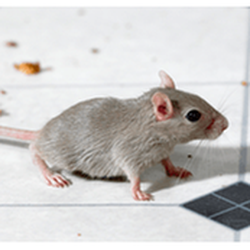 Central Oregon Pest Control - untitled