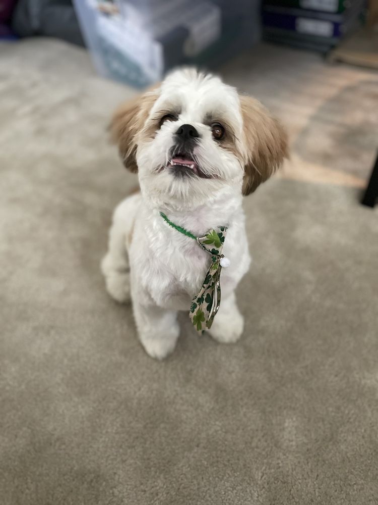 BARK PLACE GROOMING Updated October 2024 10 Photos & 11 Reviews