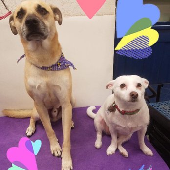 Essential Grooming - Pet Groomers Near Me - Santee, California