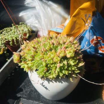 Spine N Shine - This haworthia was root bound and had soooo many plants. I enjoyed creating multiple pots. - Nurseries & Gardening Near Me - San Bernardino, California Spine N Shine - This haworthia was root bound and had soooo many plants. I enjoyed creating multiple pots. - Nurseries & Gardening Near Me - San Bernardino, California