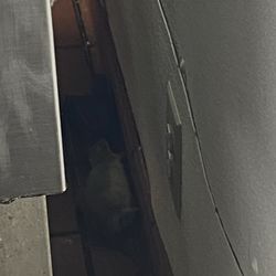 Richland Hills Rehabilitation and Healthcare Center - Dead rat behind the stove in the kitchen
