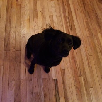 Shampooch - Pet Groomers Near Me - Brooklyn, New York