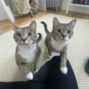 Pet Sitting Pod - Izzy & Zsa Zsa - Dog Walkers Near Me - New York, New York
