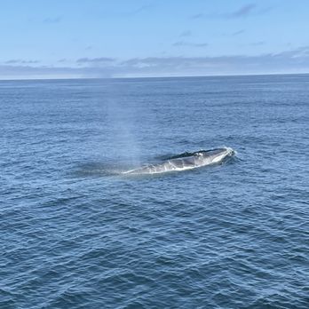 Dolphin Fleet - Boat Charters Near Me - Provincetown, Massachusetts