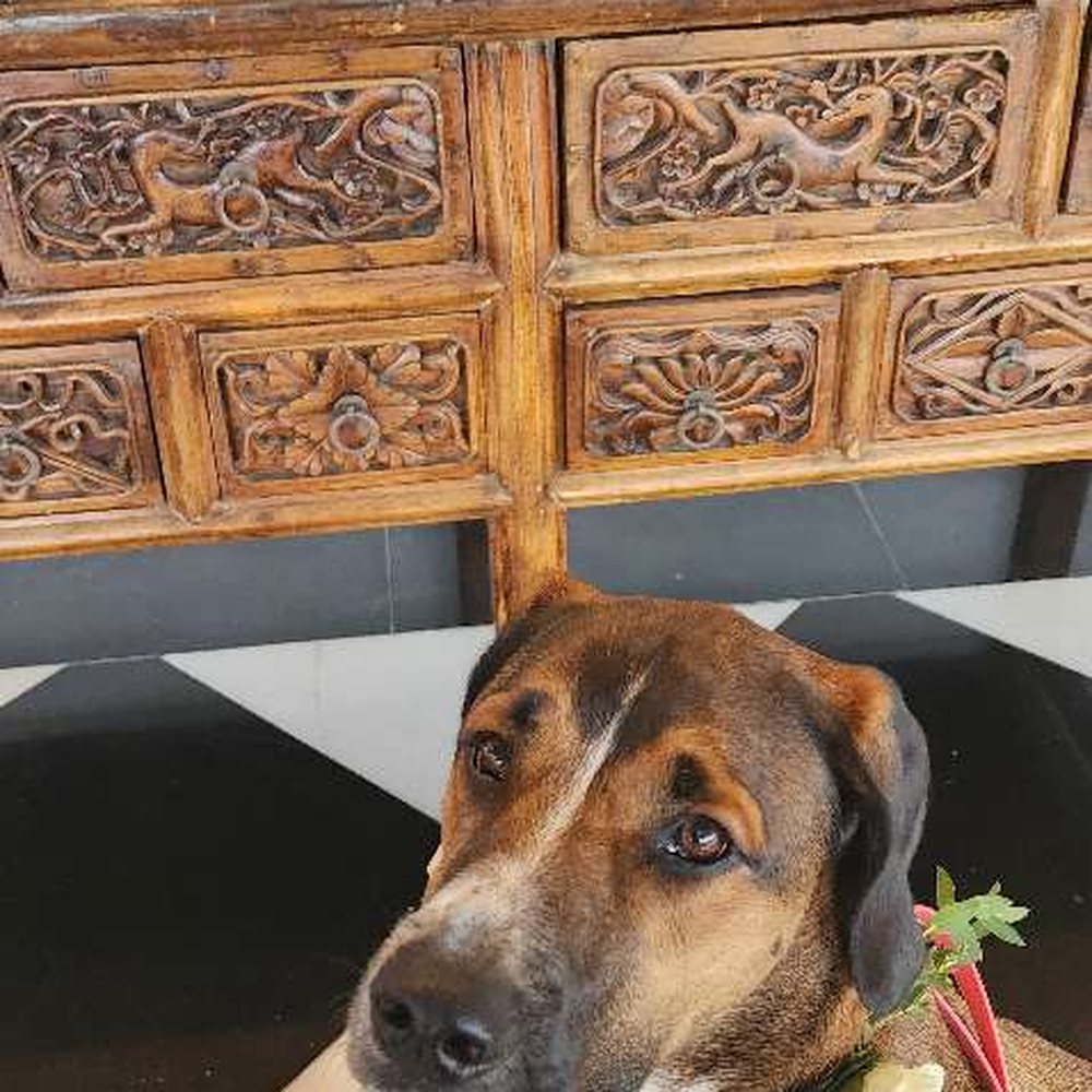 BeLoved Pet Sitting - Pet Sitting Near Me - San Diego, California BeLoved Pet Sitting - Pet Sitting Near Me - San Diego, California