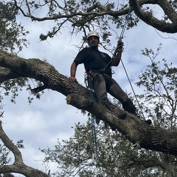 A Limb Out Tree Experts - Tree Services Near Me - Ormond Beach , Florida