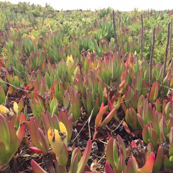 Pescadero State Beach - Ice plants on the cliffs! #pescaderostatebeach #westcoastisthebestcoast - Beaches Near Me - Pescadero, California Pescadero State Beach - Ice plants on the cliffs! #pescaderostatebeach #westcoastisthebestcoast - Beaches Near Me - Pescadero, California