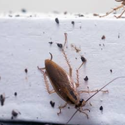 A cockroach on the base board at the Jailhouse hotel.