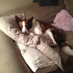 River Valley Gateway - My 18 year old border collie