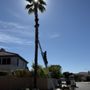 Russ Chandler's Tree Service