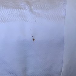Econo Lodge - Animal poop in our sheets?