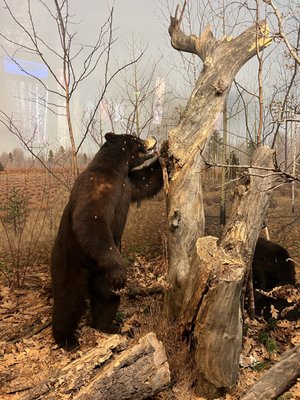 Milwaukee Public Museum by null