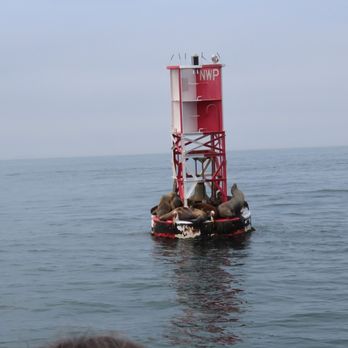 Fun Zone Boat Company - The seal buoy. - Boating Near Me - Newport Beach, California