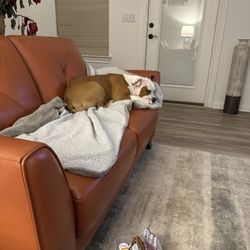 Happy Trails Kennels and Grooming - Zorah