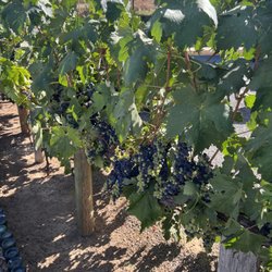 Hacienda Guadalupe Hotel - Vines on the property
