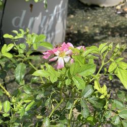 The Hidden Gem Nursery - BEE!!!
