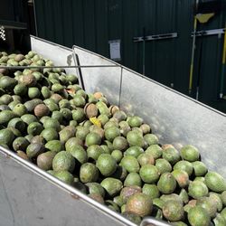 Rincon Farms